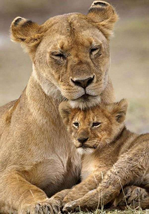Lioness sitting down with her cub.
